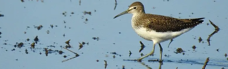 Green Sandpiper