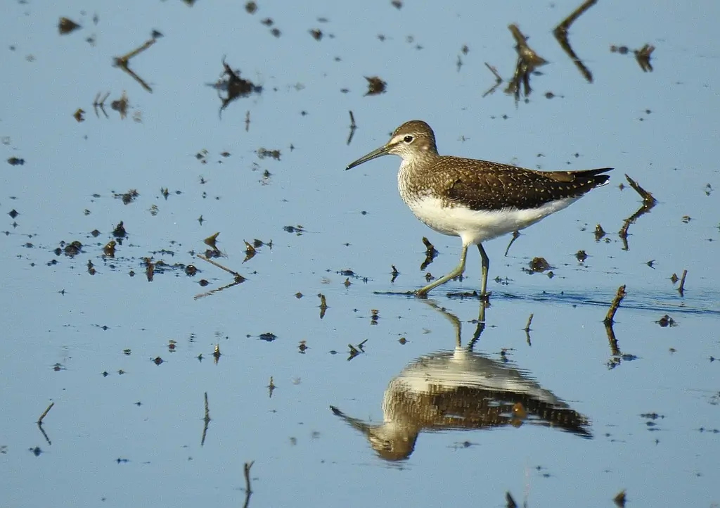 Green Sandpiper
