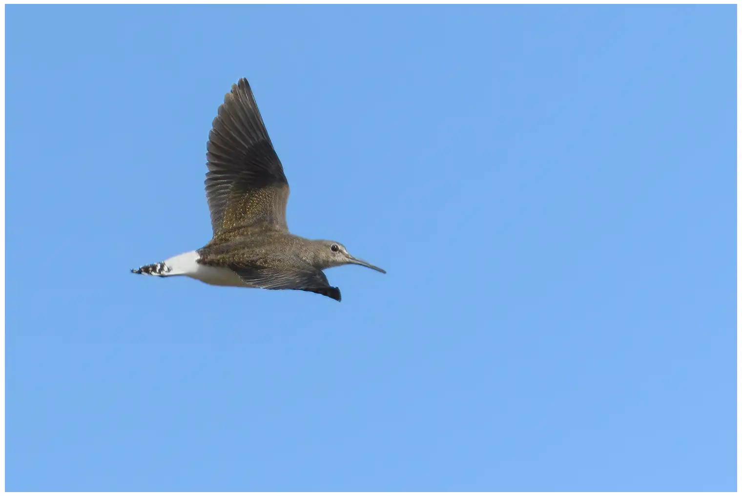 Green Sandpiper