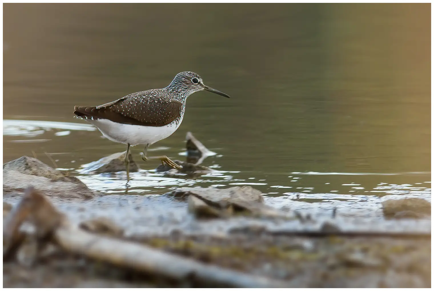 Green Sandpiper
