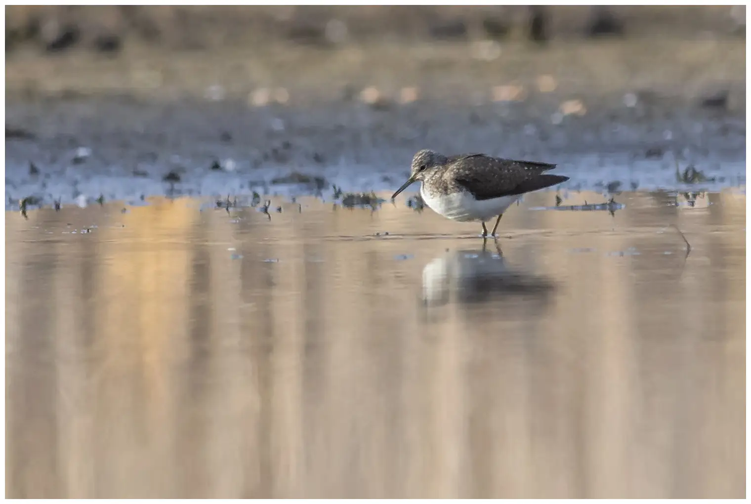 Green Sandpiper