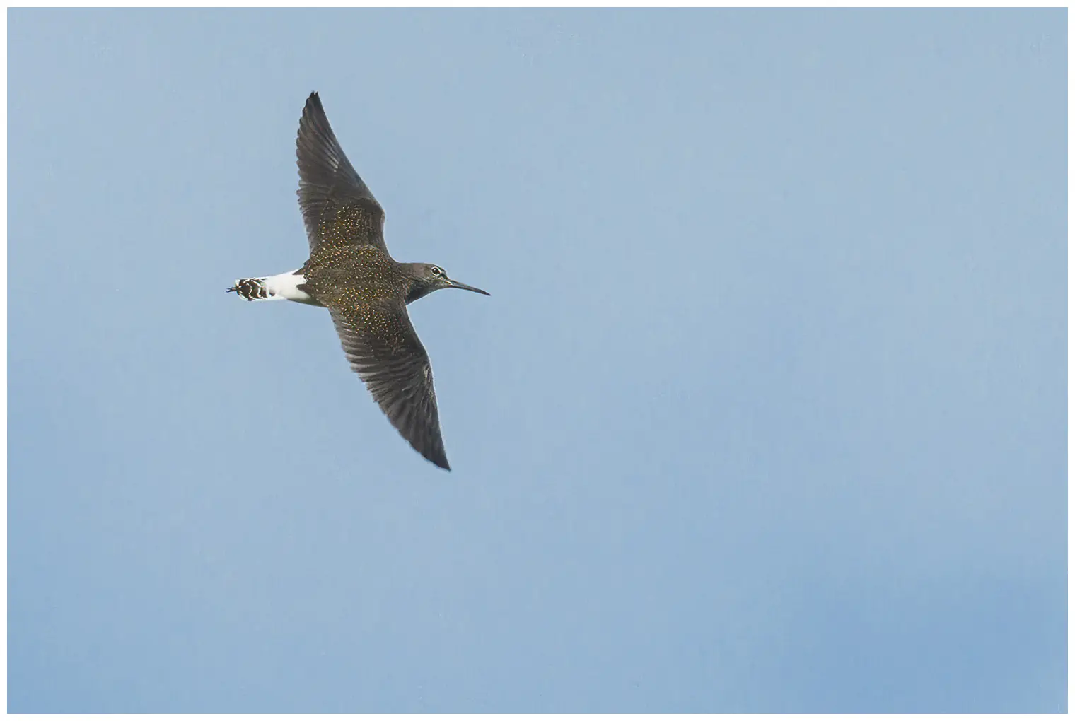 Green Sandpiper