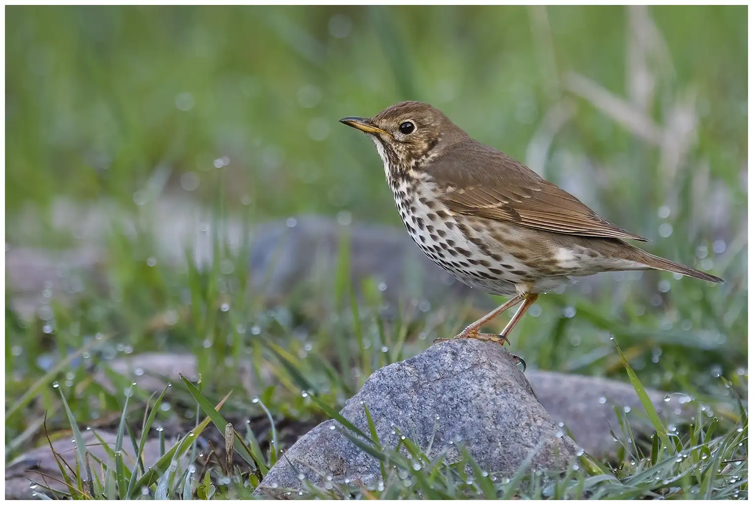 Song Thrush
