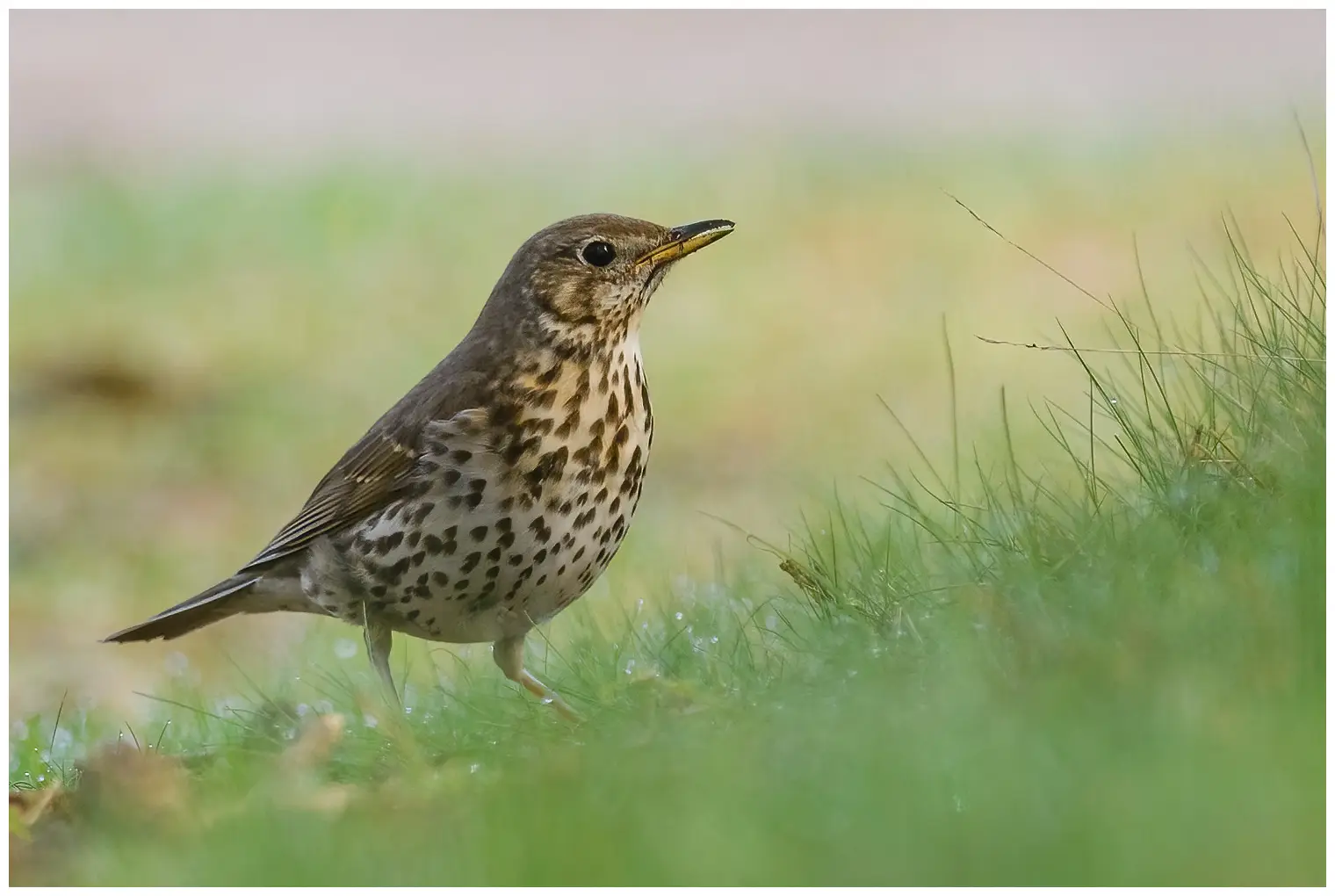 Song Thrush