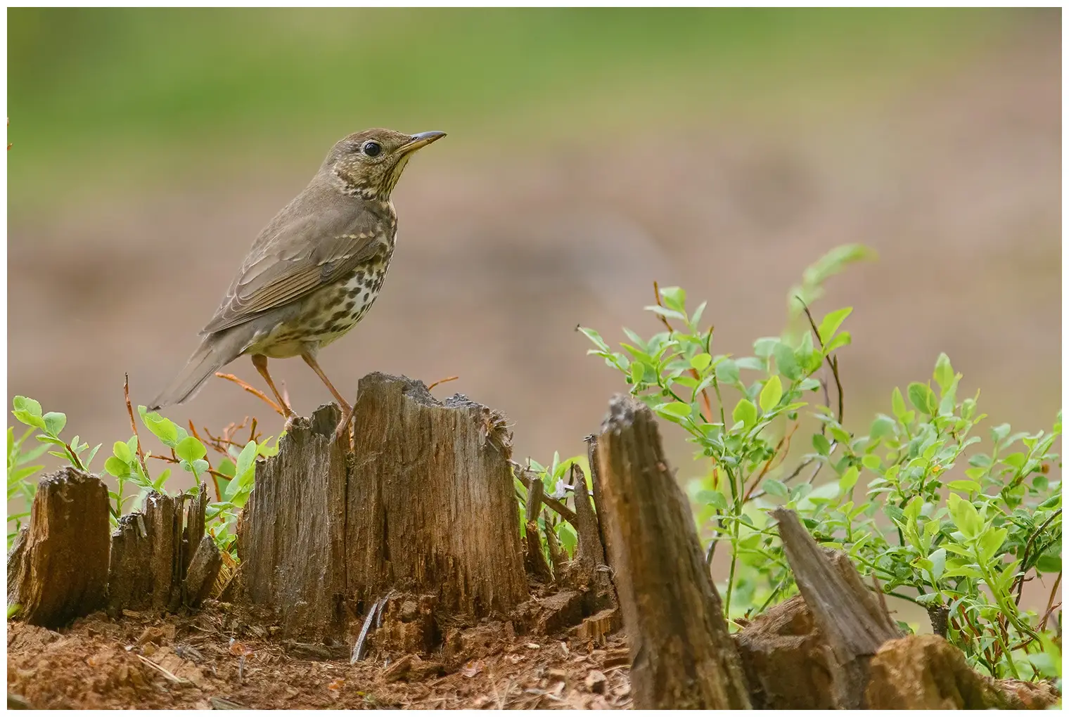 Song Thrush