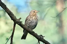 Song Thrush