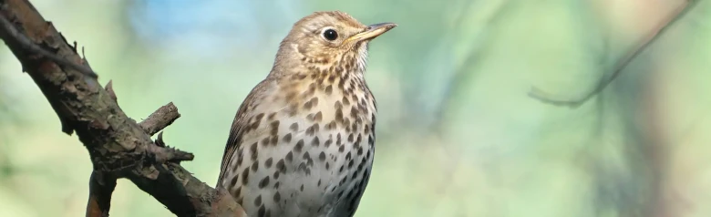 Song Thrush. The bird's underside is light with dark spots. The spots are triangular, like arrowheads.