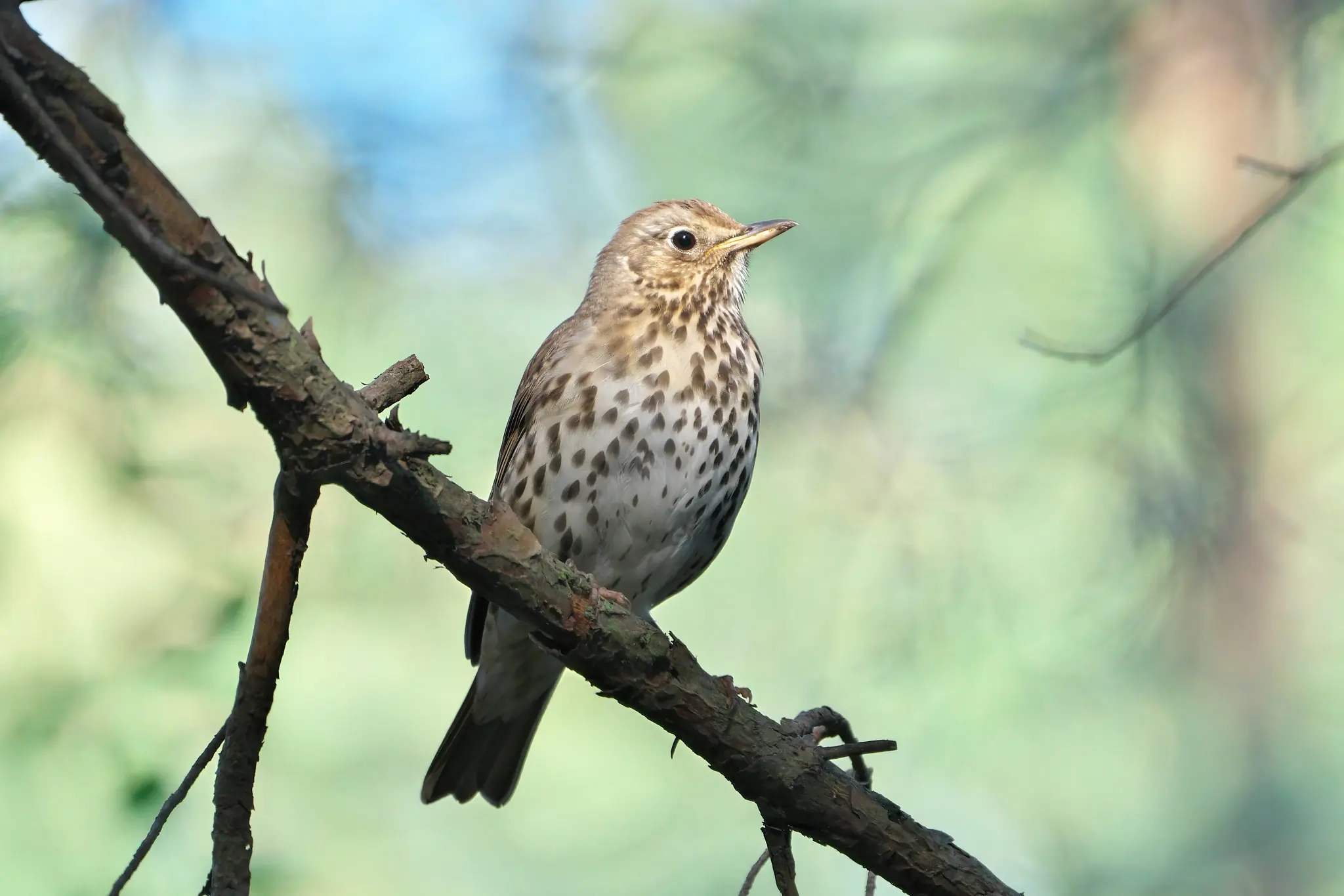 Song Thrush. The bird's underside is light with dark spots. The spots are triangular, like arrowheads.