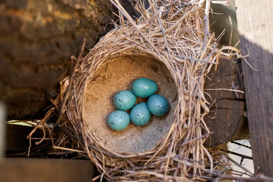 Song Thrush