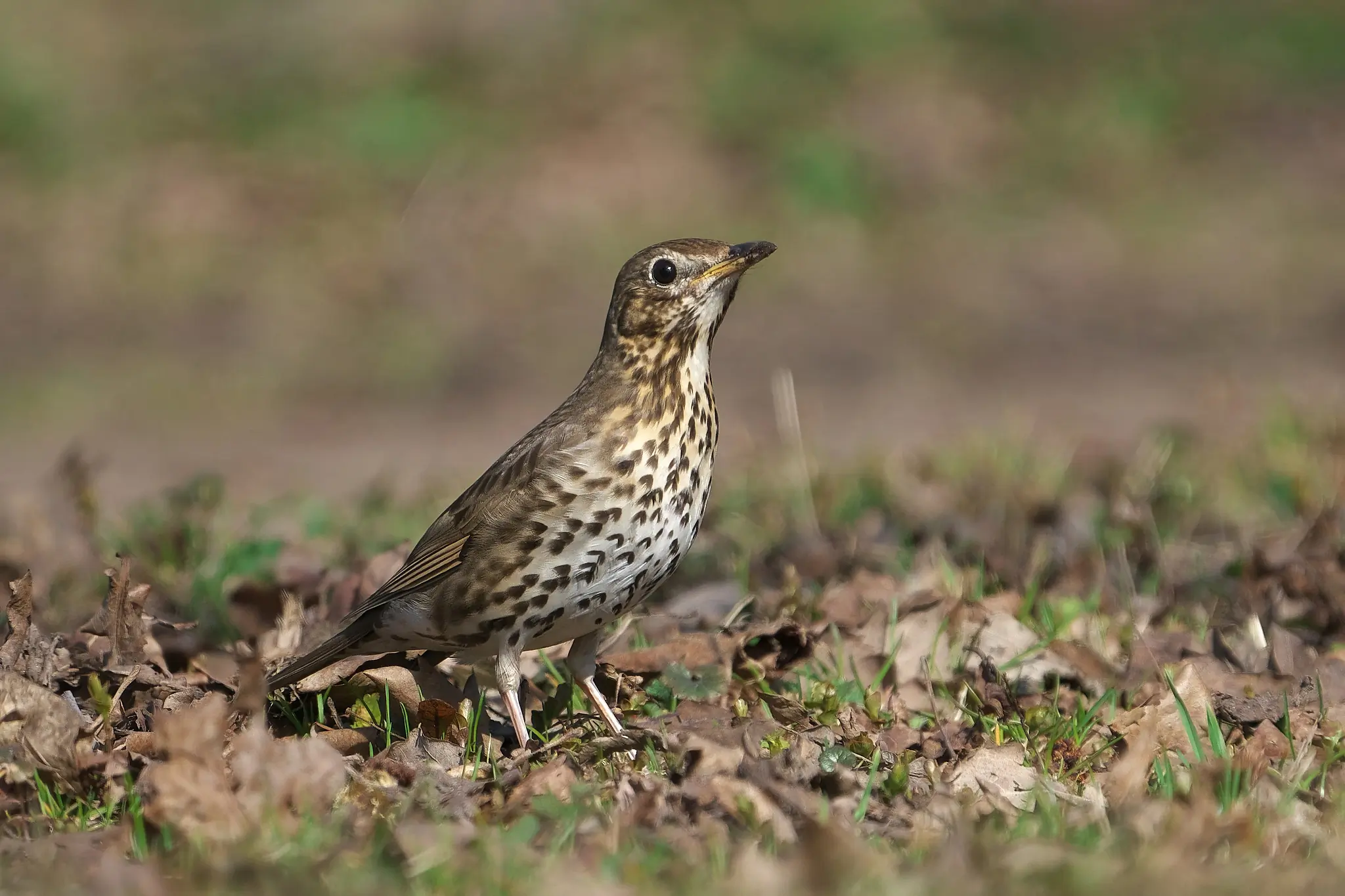 Song Thrush