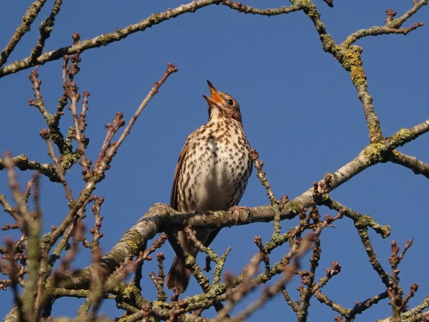 Song Thrush