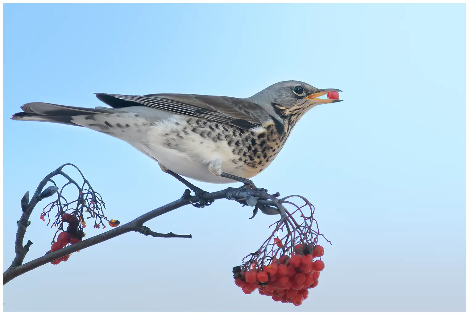 Fieldfare