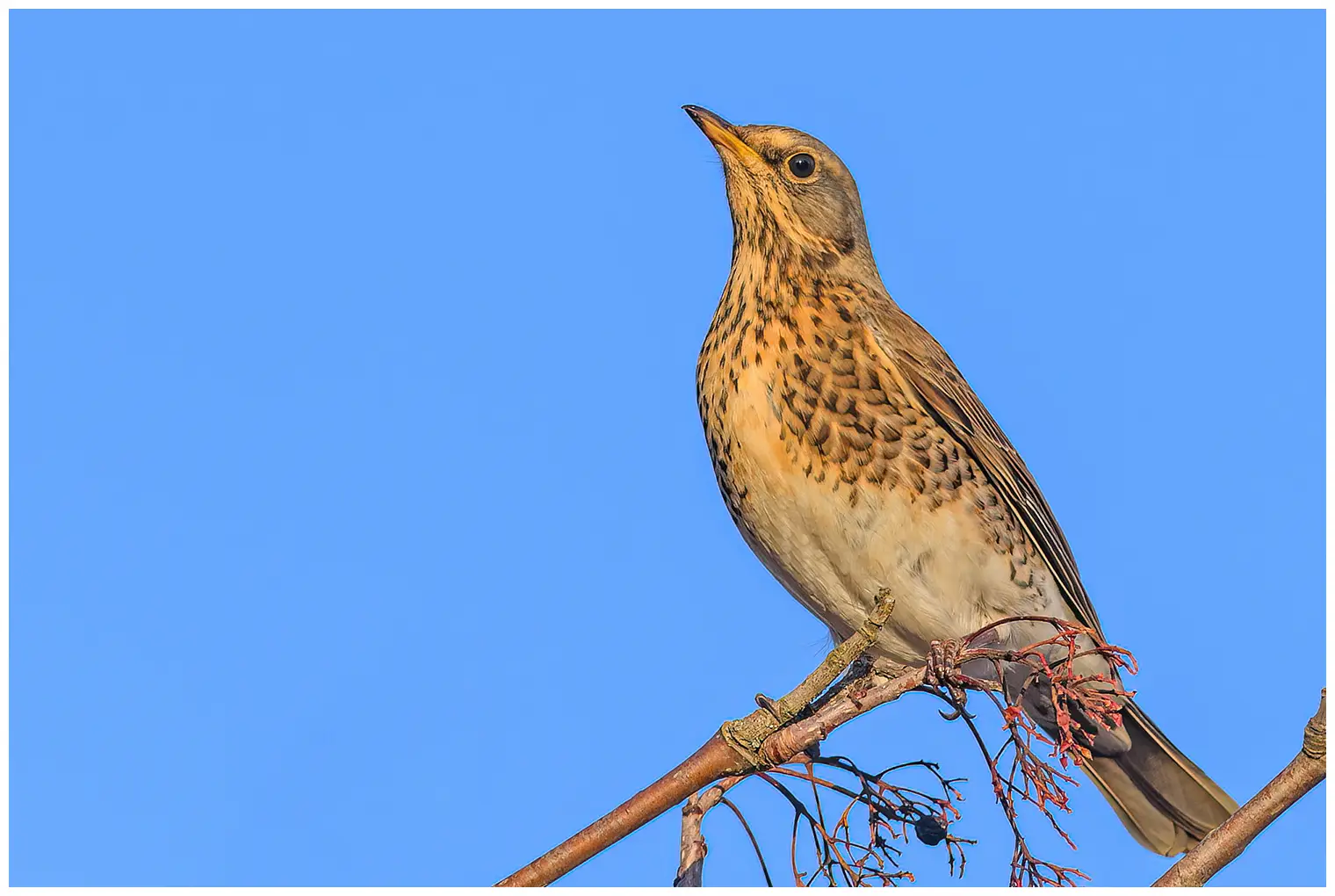 Fieldfare