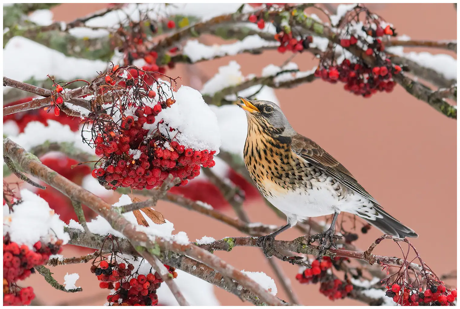 Fieldfare