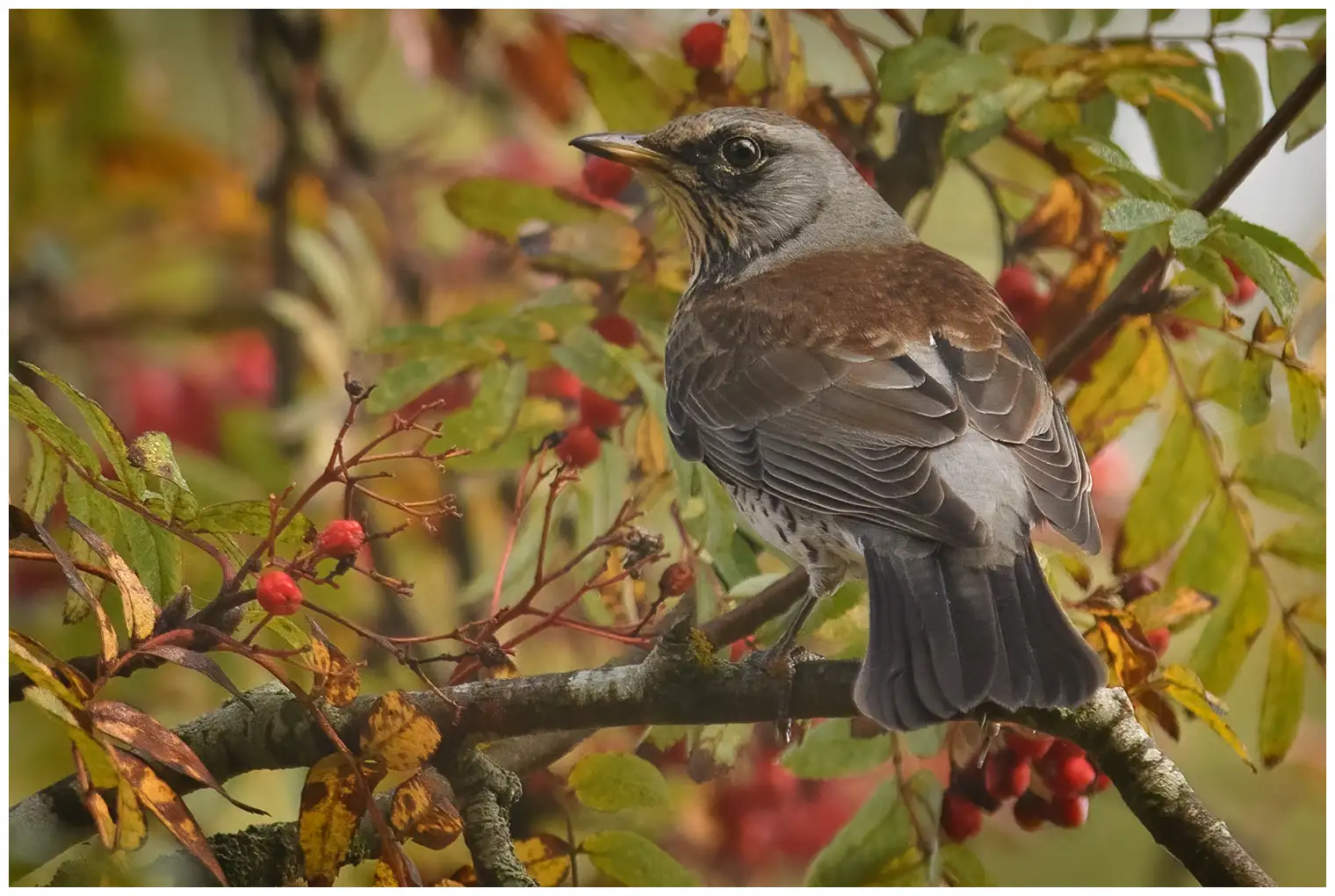 Fieldfare