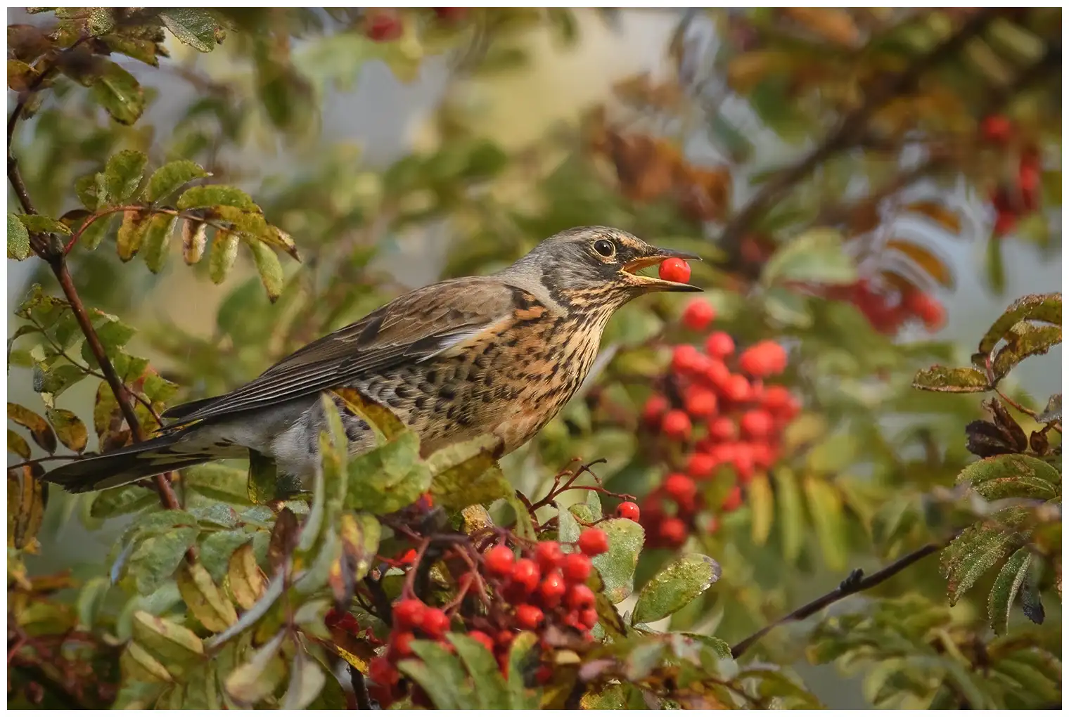 Fieldfare