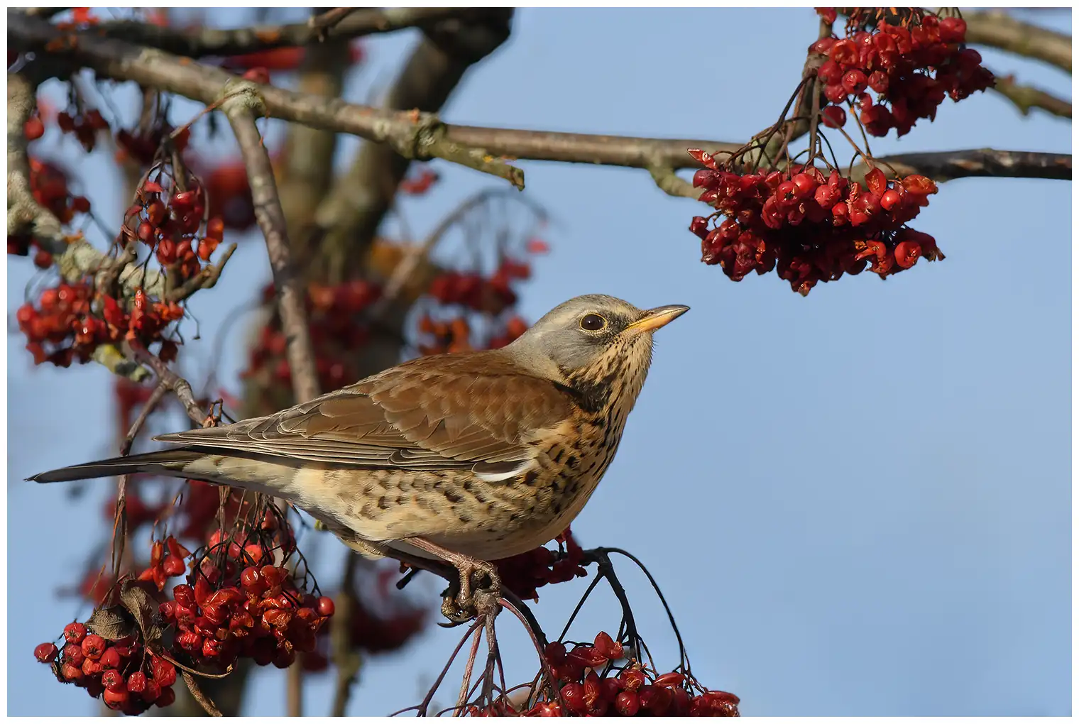Fieldfare