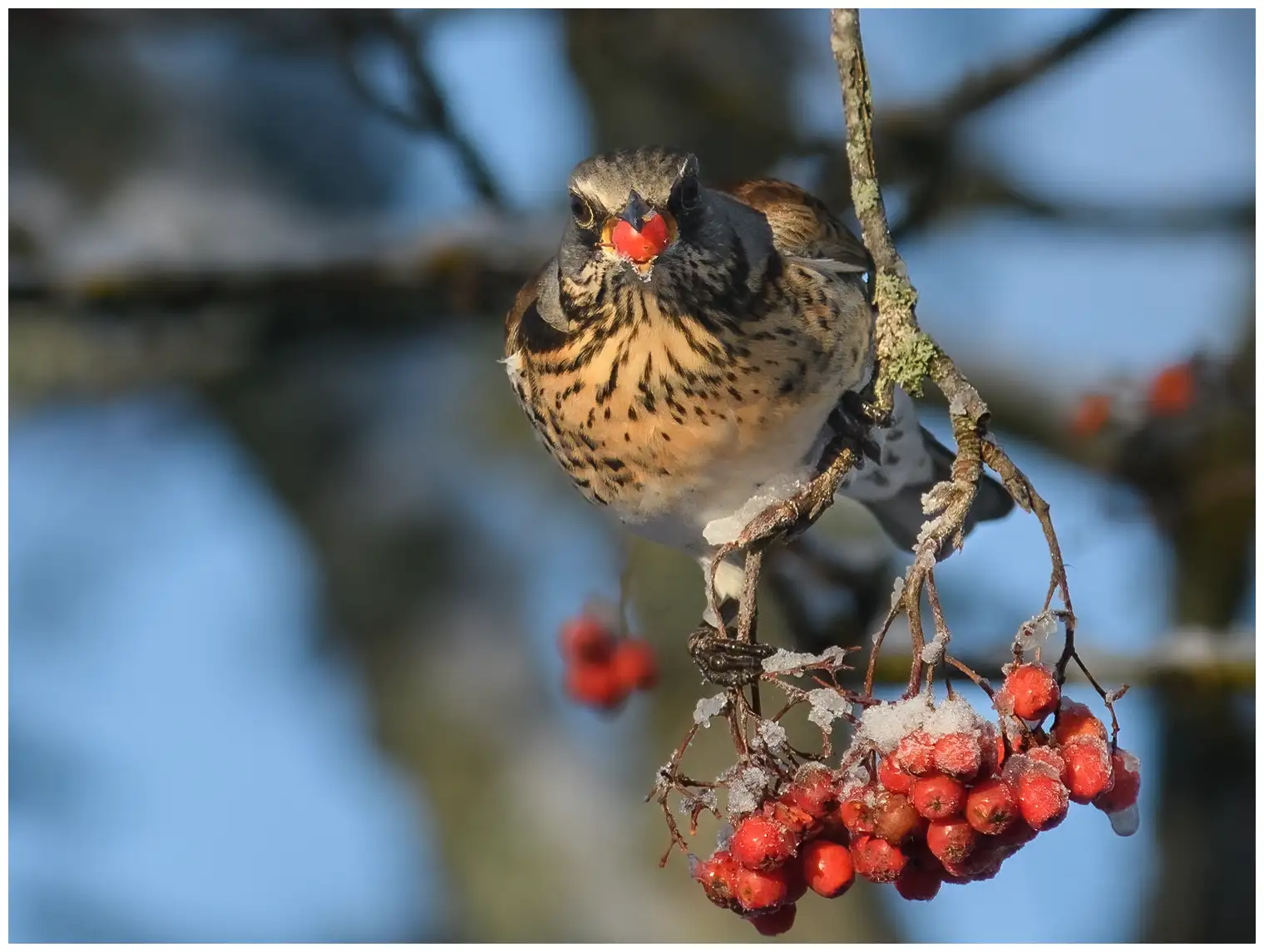 Fieldfare