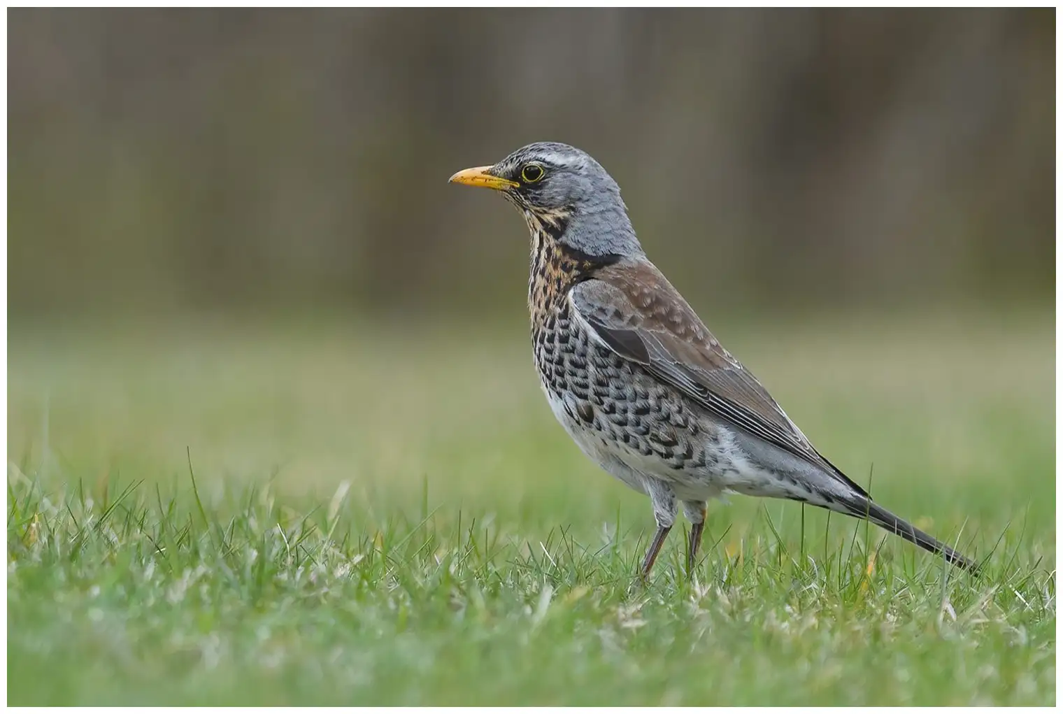 Fieldfare