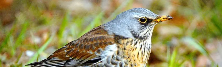 Fieldfare. Sitting on the ground. Gray head, dark brown back and spots on a golden breast. White belly.
