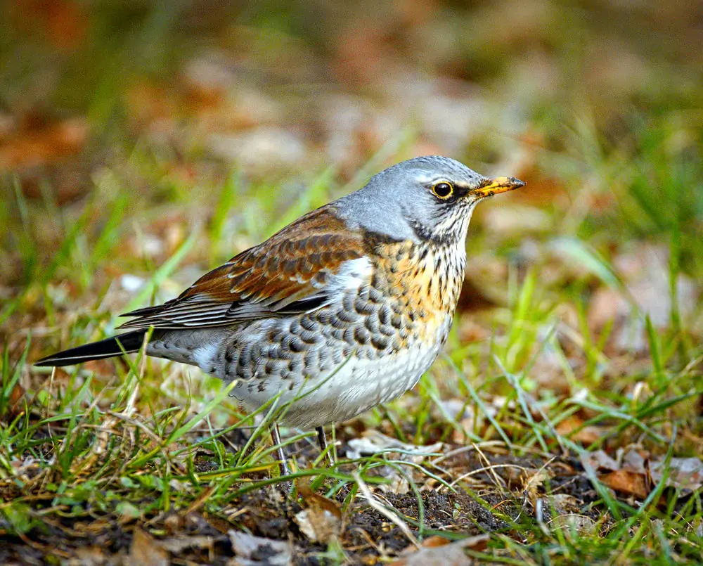 Fieldfare. Sitting on the ground. Gray head, dark brown back and spots on a golden breast. White belly.