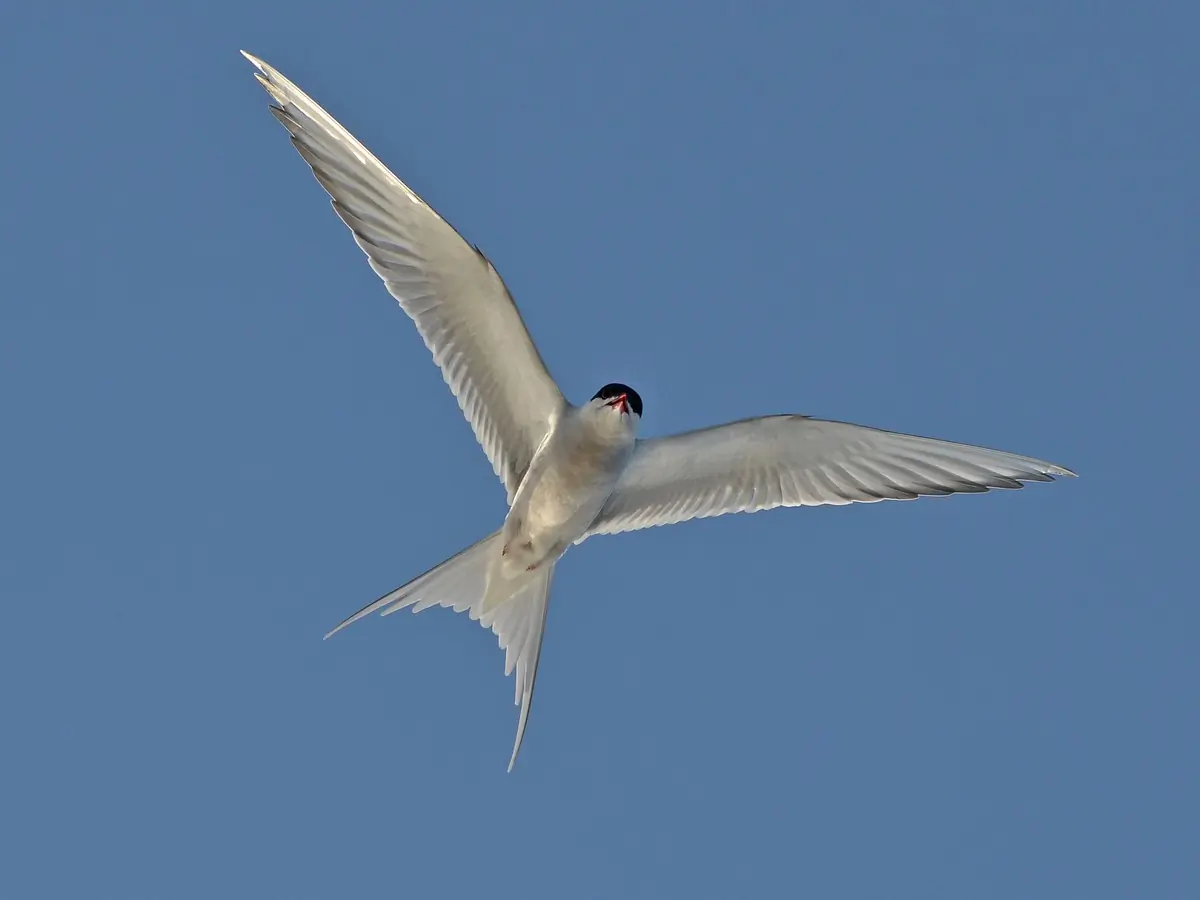 Arctic tern