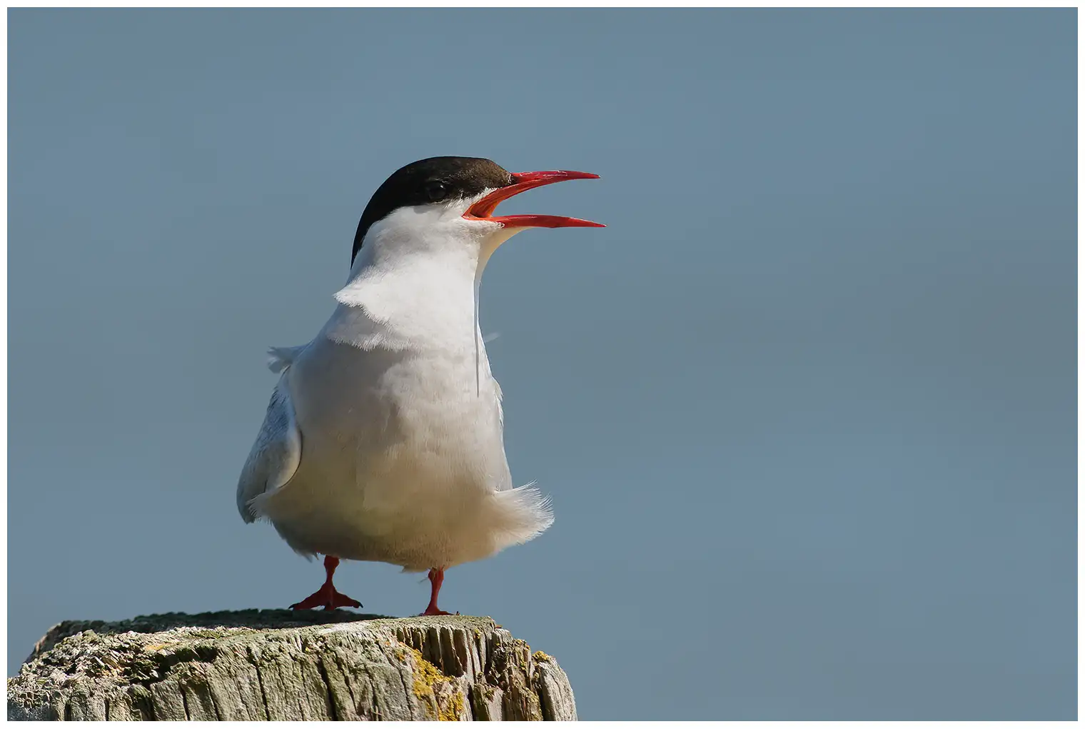 Arctic tern