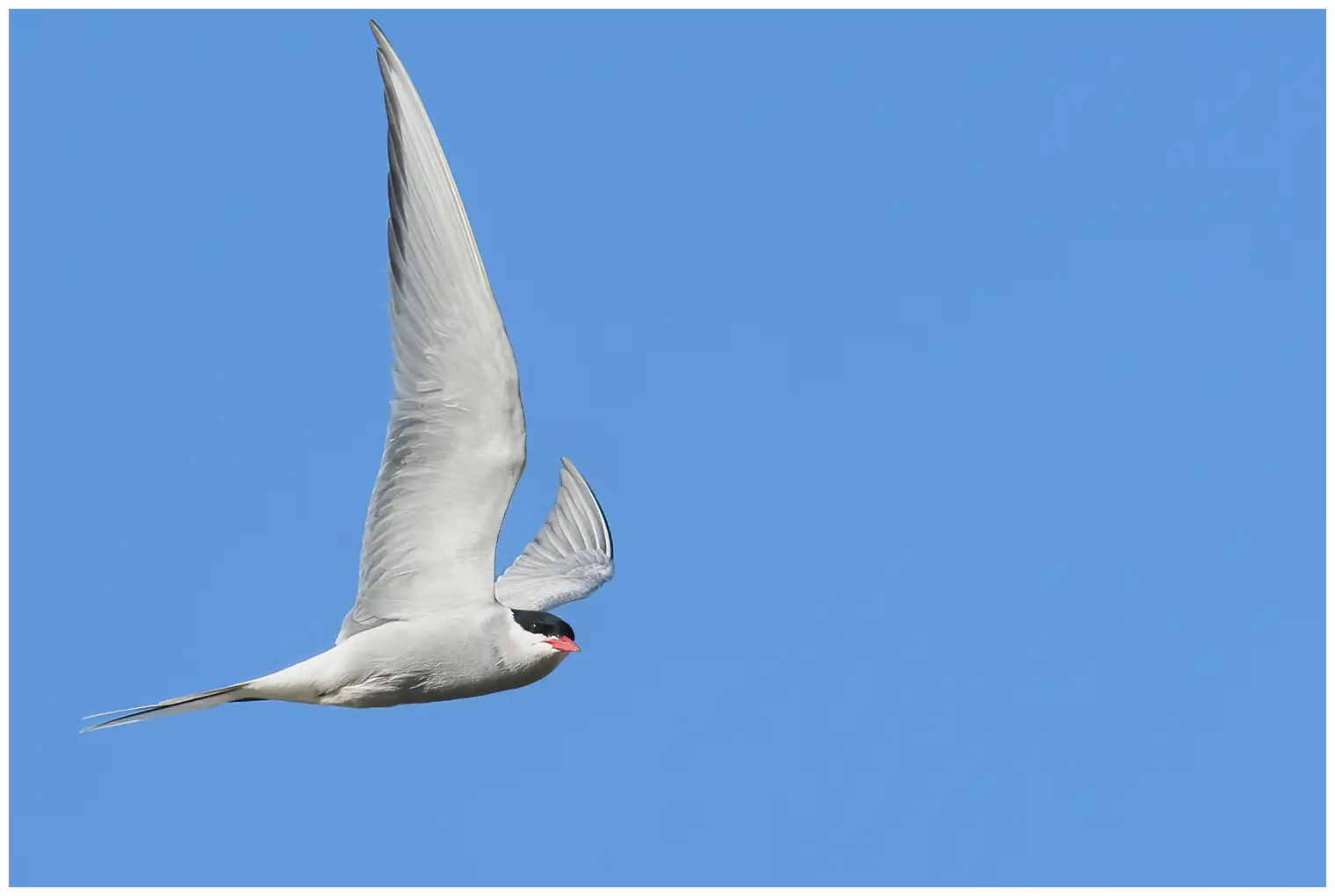Arctic tern