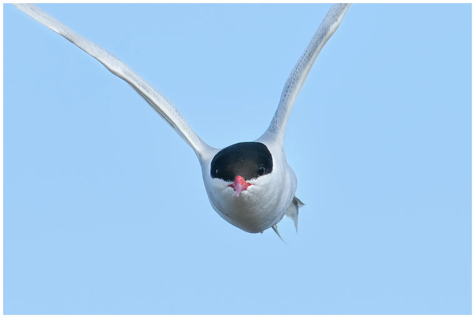 Arctic tern