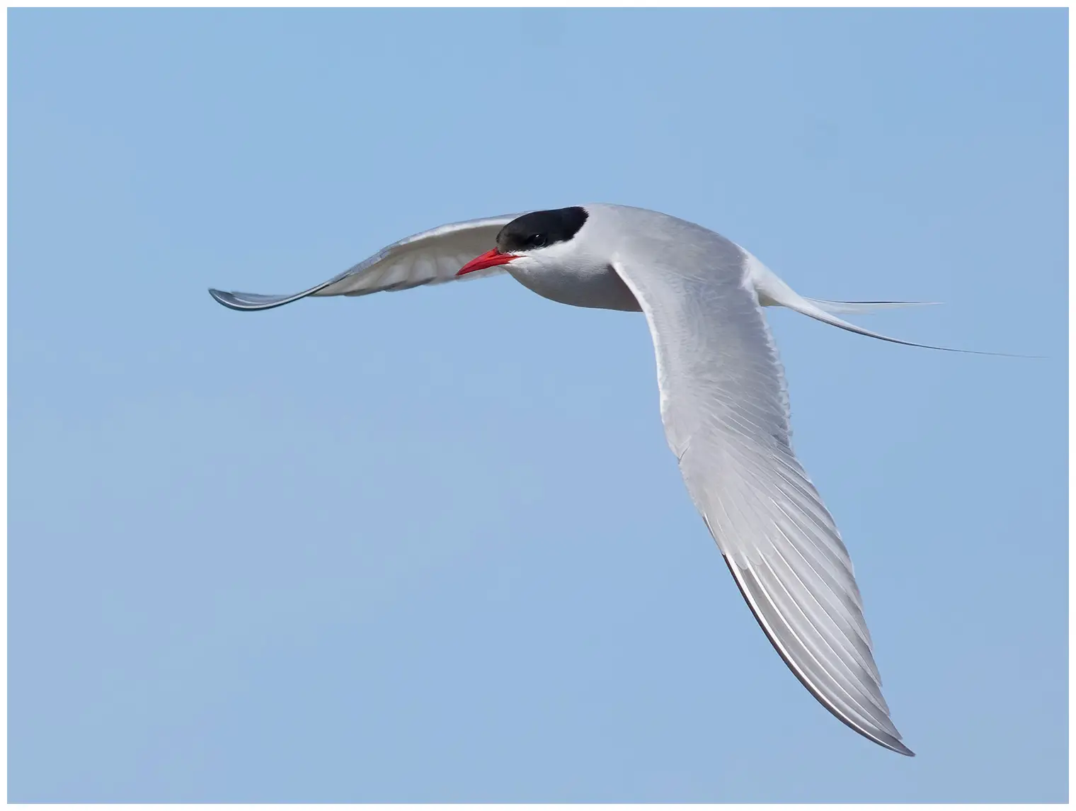 Arctic tern