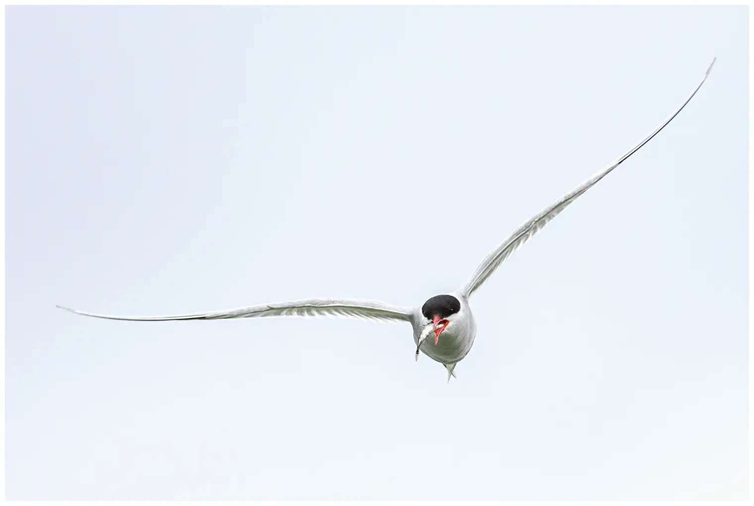 Arctic tern