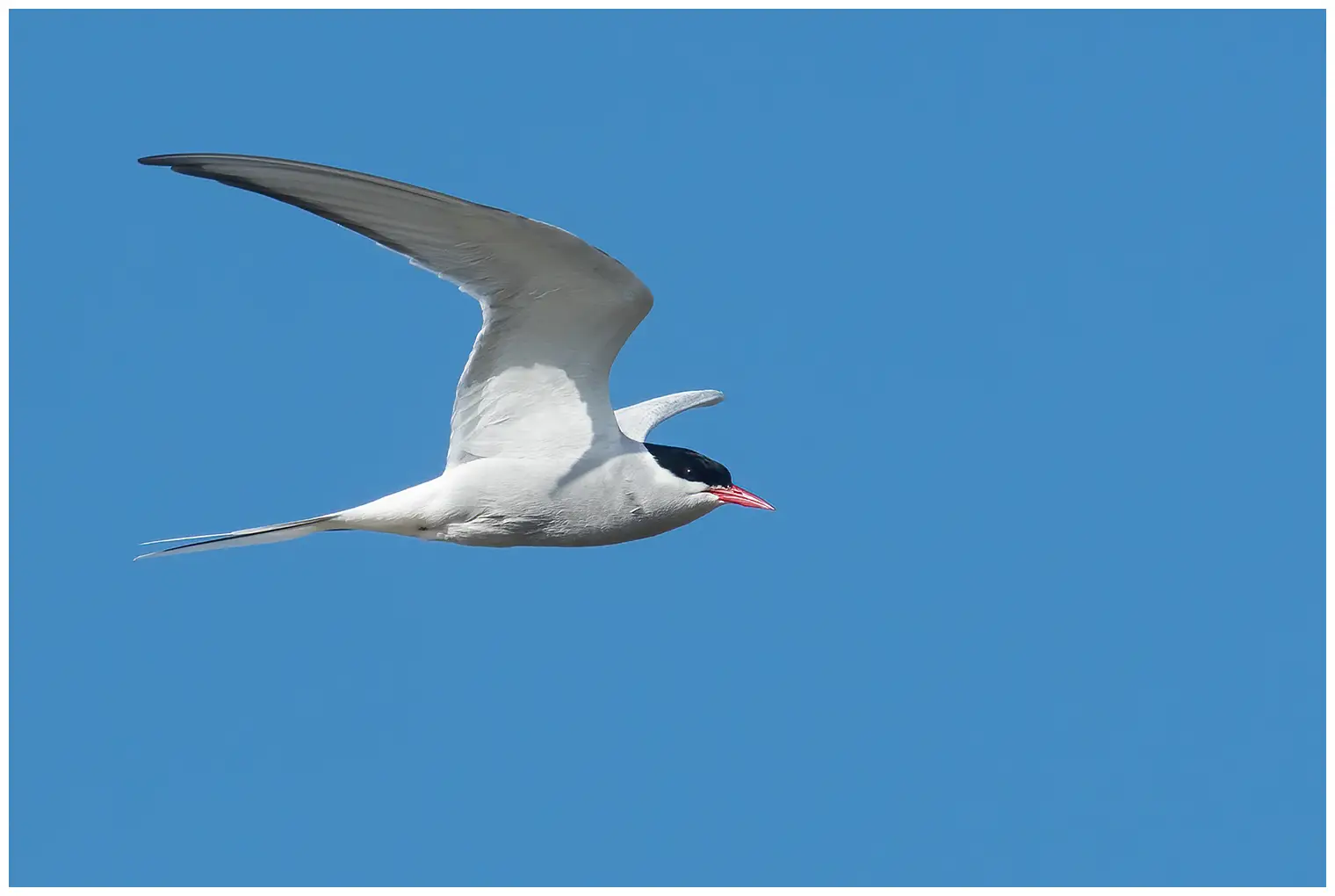 Arctic tern