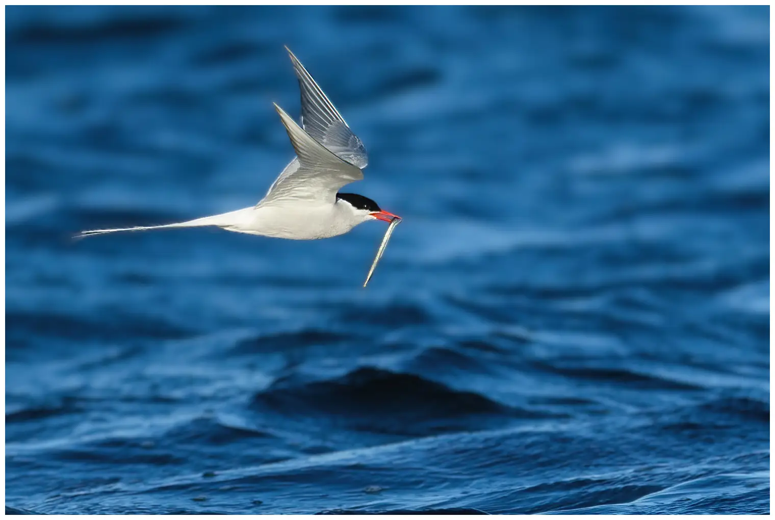 Arctic tern