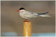 Arctic tern
