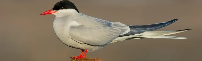 Arctic tern