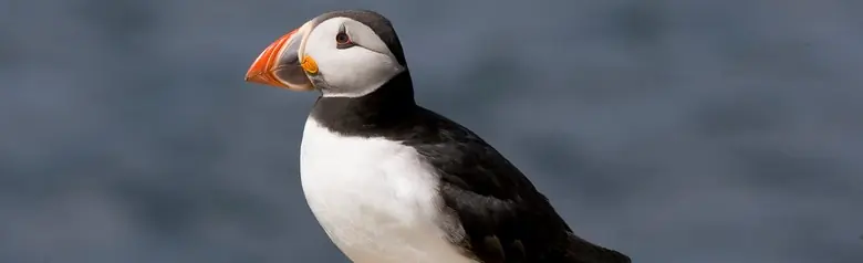 Atlantic puffin