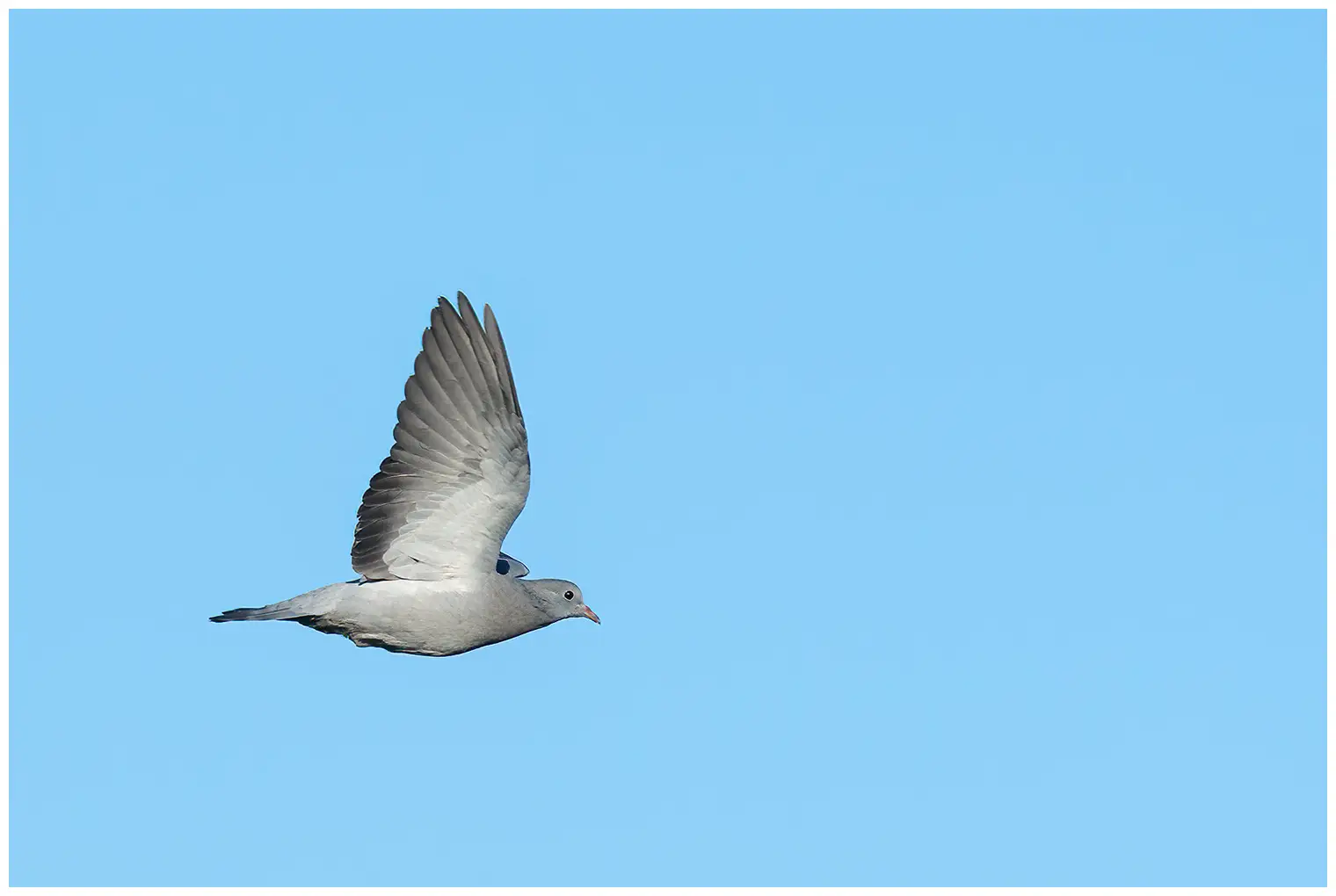 Stock Pigeon