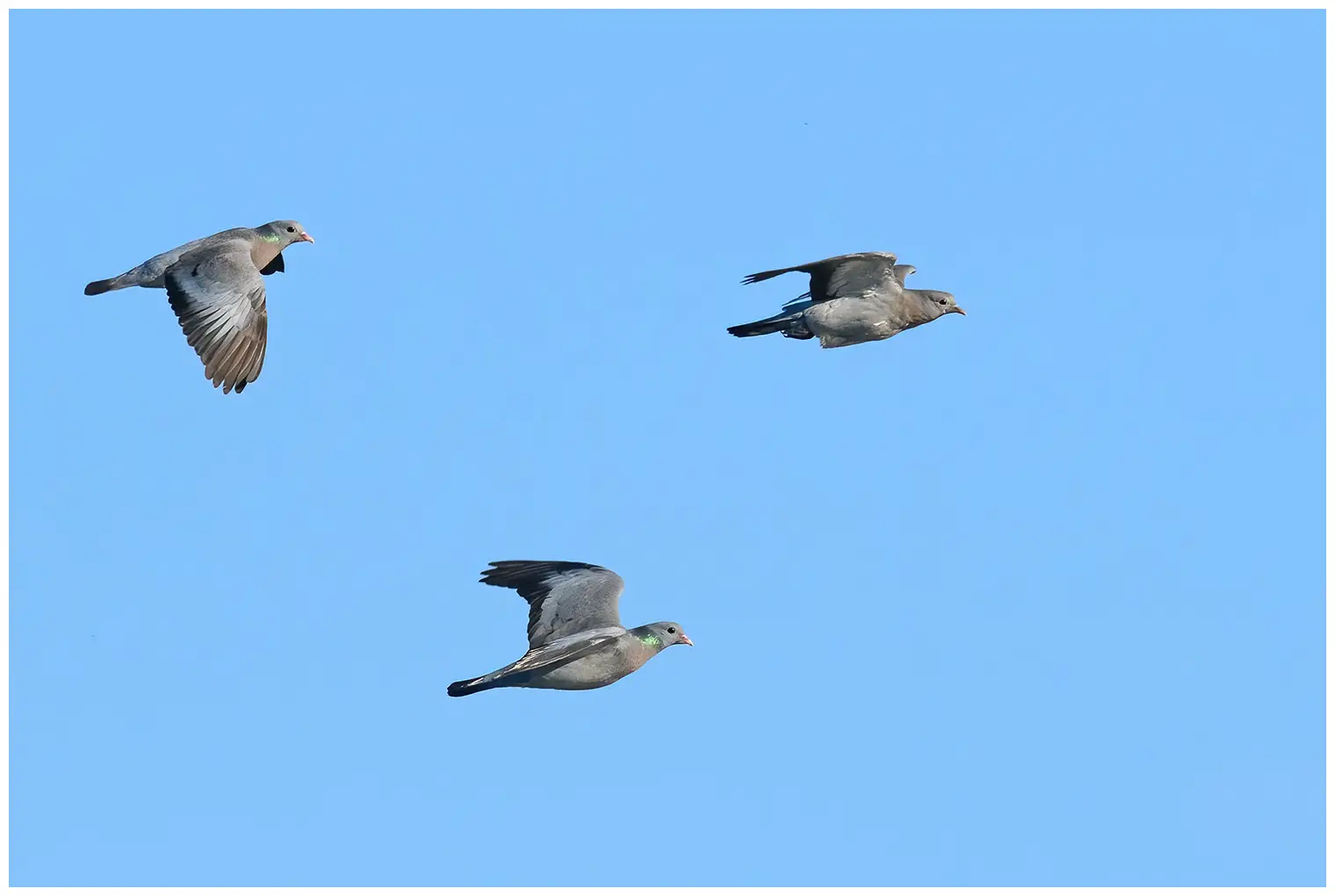 Stock Pigeon