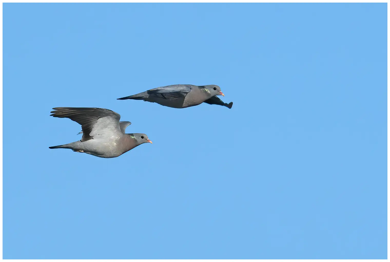 Stock Pigeon