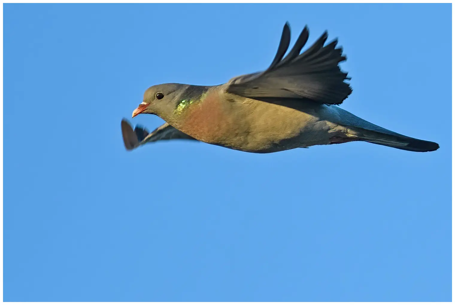 Stock Pigeon
