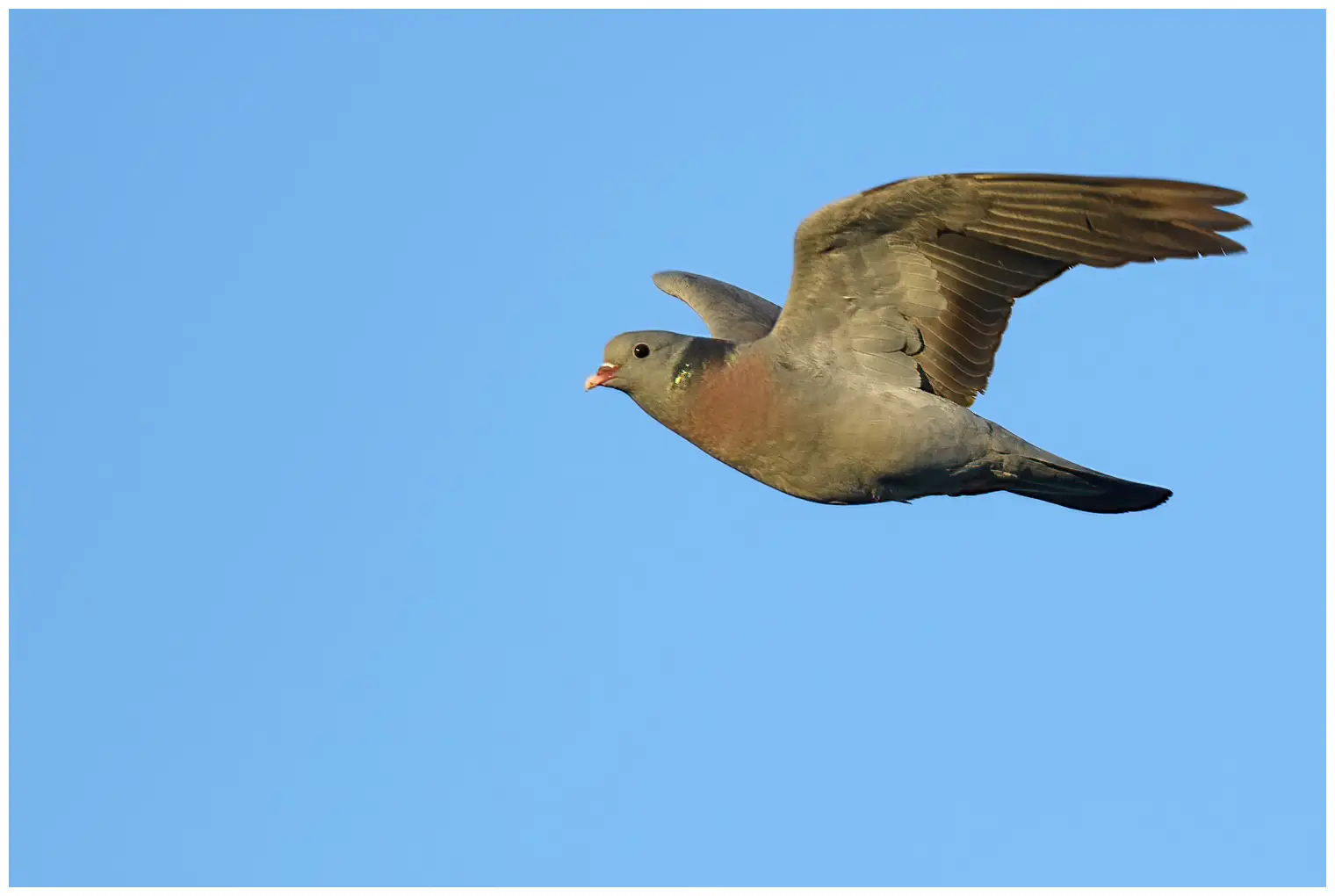 Stock Pigeon