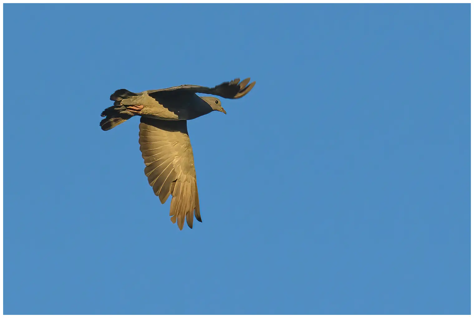 Stock Pigeon