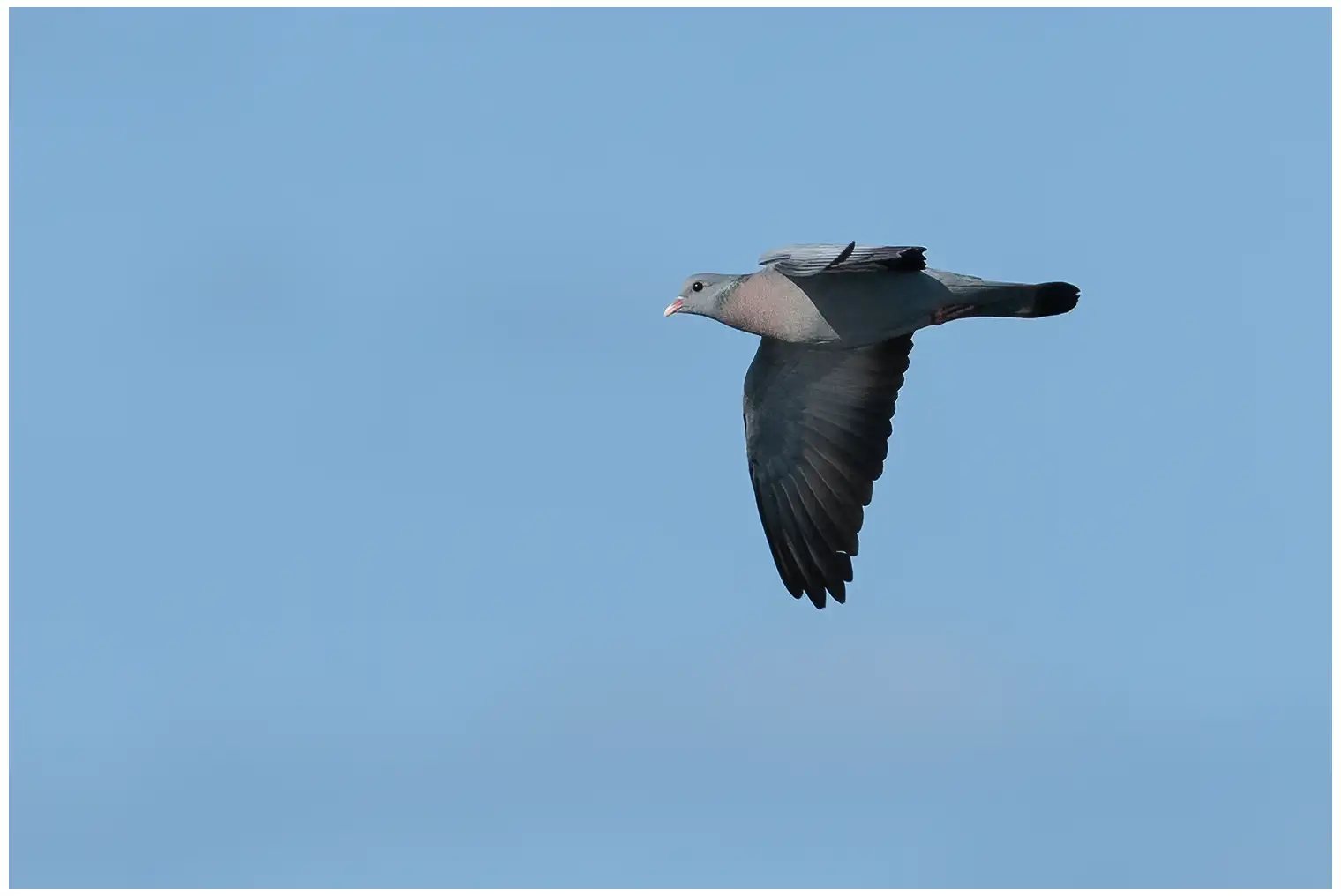 Stock Pigeon
