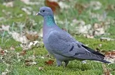 Stock Pigeon