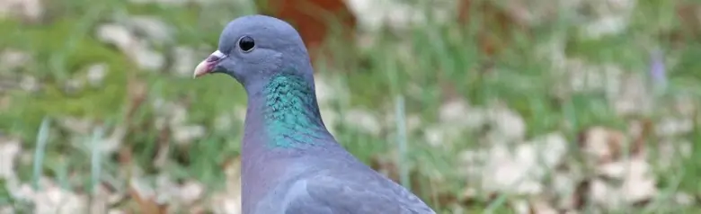 Stock Pigeon. Sitting on the lawn, where there is moss and fallen autumn leaves.