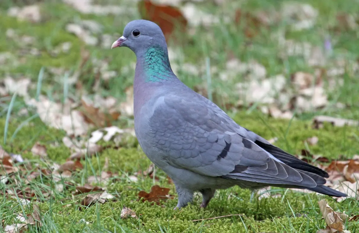 Stock Pigeon. Sitting on the lawn, where there is moss and fallen autumn leaves.