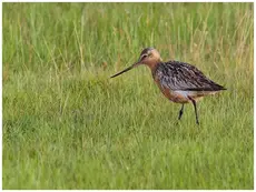 Bar-tailed godwit