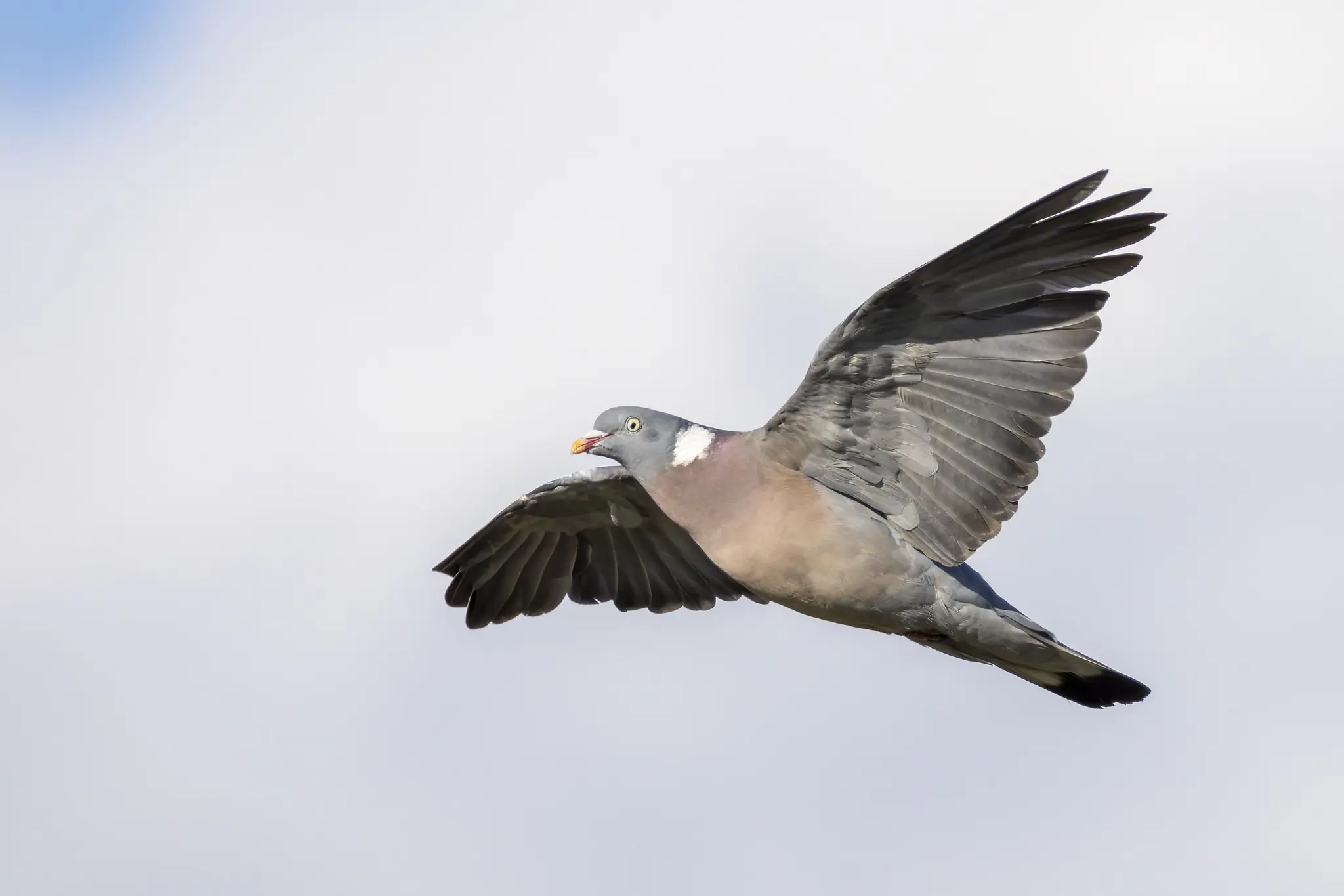 Wood-Pigeon