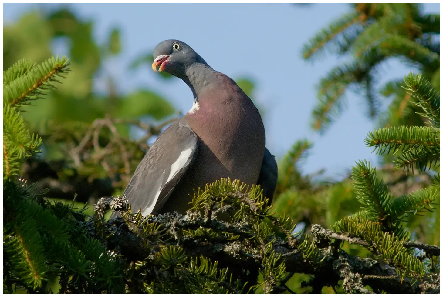 Wood-Pigeon