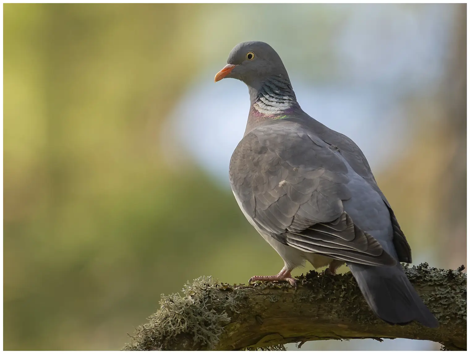 Wood-Pigeon